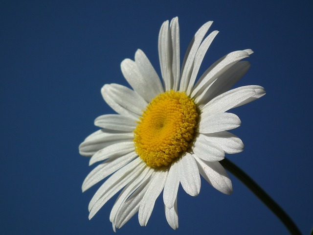 花卉 黛西 白 - 上的免费照片