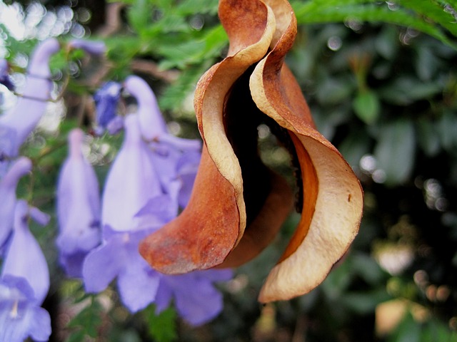 Jakaranda Seedod 拆分打开 棕色 - 上的免费照片