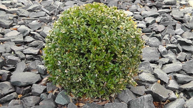 灌木 植物 常绿 - 上的免费照片