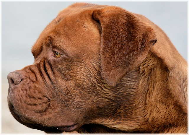 Dogue De 波尔多 哈雷 狗 - 上的免费照片
