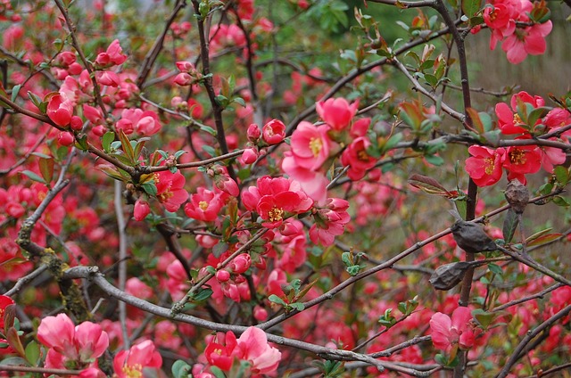 花 桲 开花 - 上的免费照片