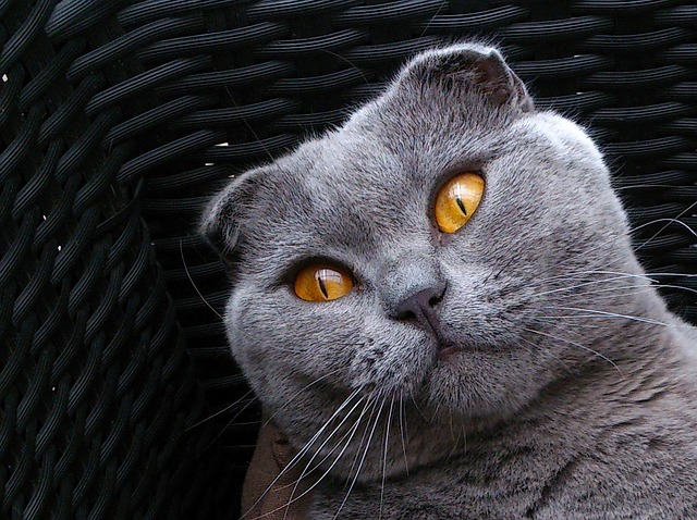 苏格兰折耳猫 品种的猫 猫小猫 - 上的免费照片