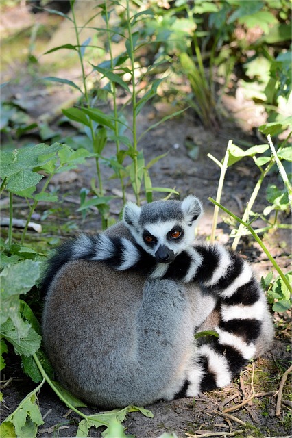 猿 环尾 狐猴 - 上的免费照片