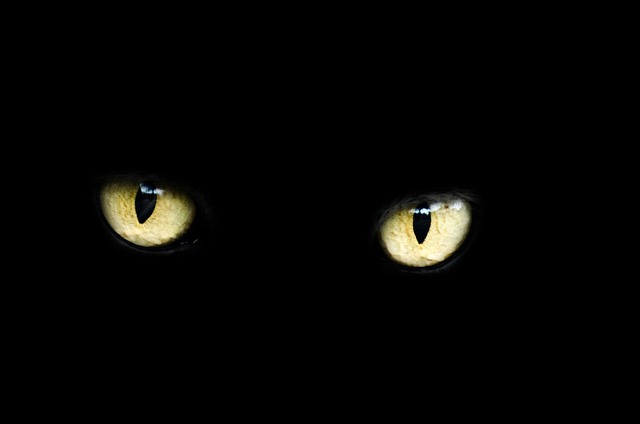 眼睛 猫 万圣节 - 上的免费照片