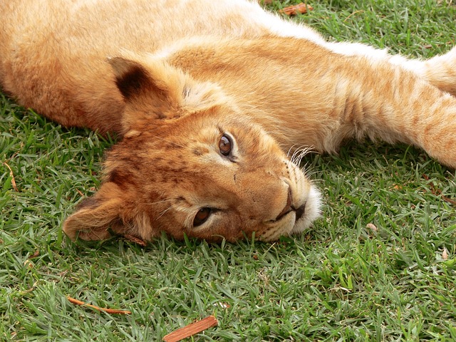 狮子 小狮子 大猫 - 上的免费照片