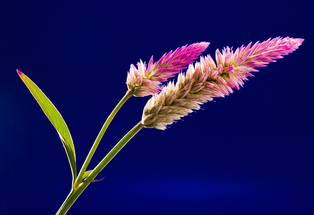 花朵 植物 野花 - 上的免费照片