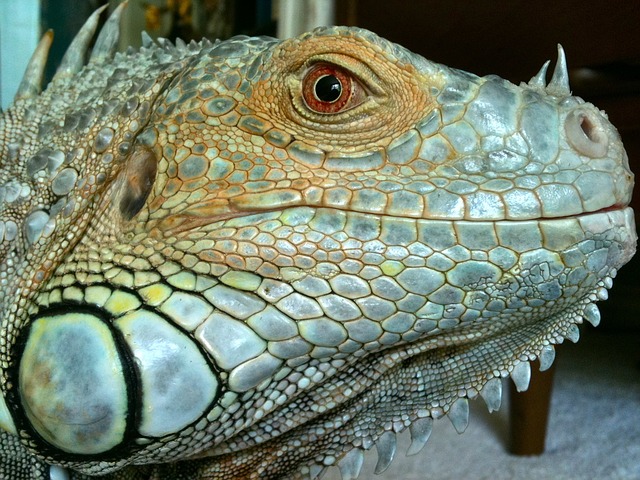 鬣蜥 爬虫 蜥蜴 - 上的免费照片