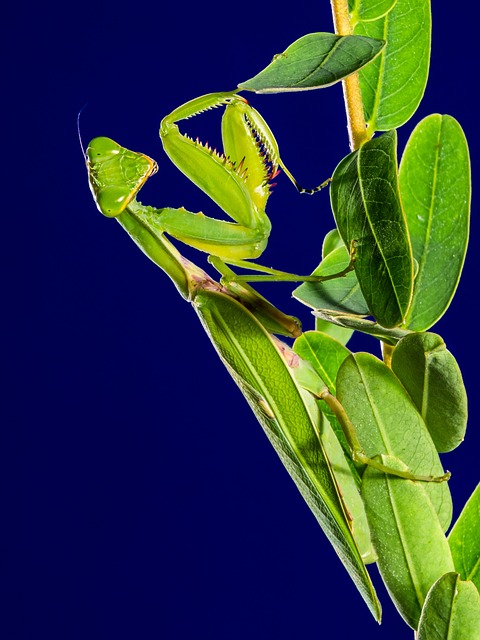 螳螂 Grasshoper 昆虫 - 上的免费照片