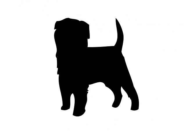 狗 Affenpinscher 动物 - 上的免费图片