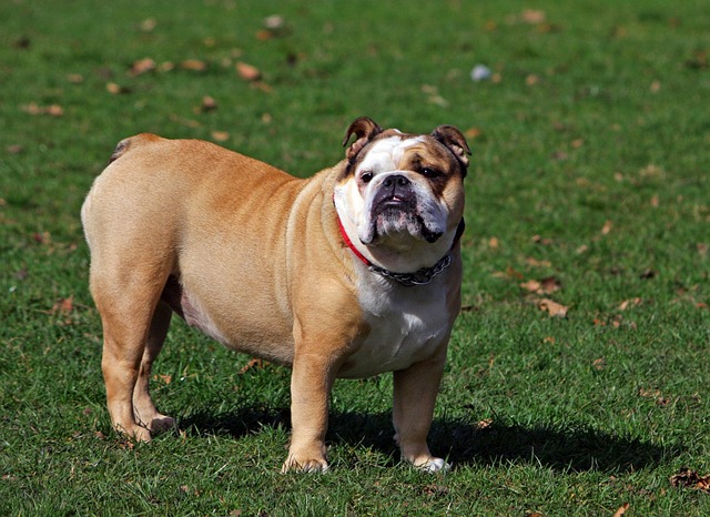 狗 斗牛犬 英国牛头犬 - 上的免费照片