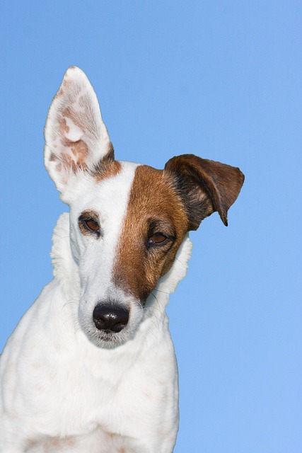 狗 梗犬 猎狐犬 - 上的免费照片