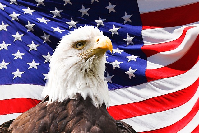鹰 美国 旗帜 - 上的免费照片