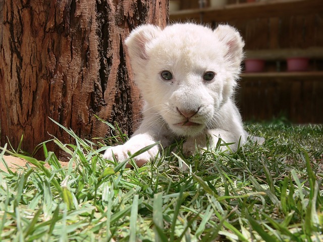 狮子 幼兽 小狮子 - 上的免费照片