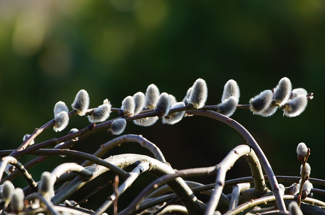 牧场 小猫 开花 - 上的免费照片