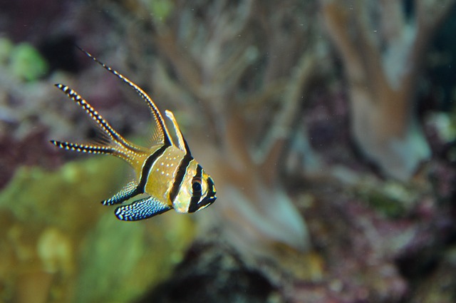 天竺鲷 栖息 水族馆 - 上的免费照片