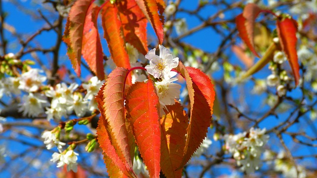 樱花 11 月 落下 - 上的免费照片