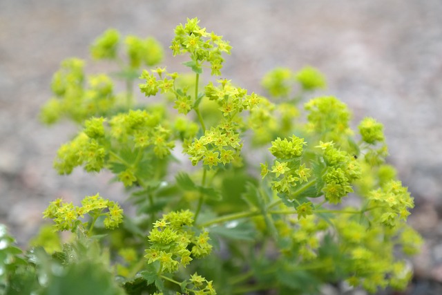 Frauenmantel 开花 植物 夏普 Lappiger - 上的免费照片