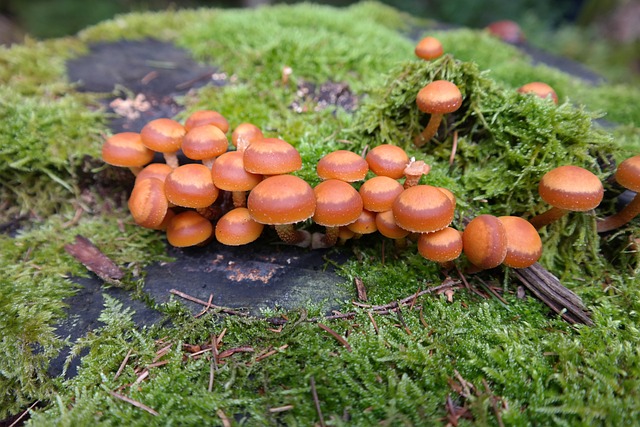 蘑菇 恶人滑菇 Kuehneromyces 芙蓉 Galerina - 上的免费照片