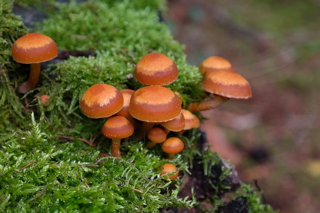 蘑菇 恶人滑菇 Kuehneromyces 芙蓉 Galerina - 上的免费照片