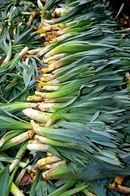 面包车香蕉 大黄 - 上的免费照片