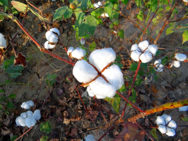 棉 栽培 卡纳塔克 - 上的免费照片