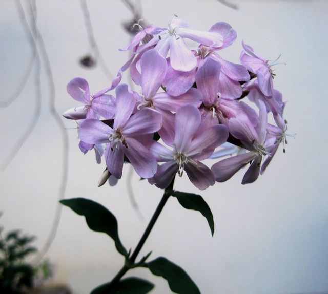 石碱草 Flowerhead 小花 - 上的免费照片