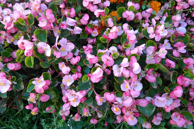 冰秋海棠 花 开花 - 上的免费照片