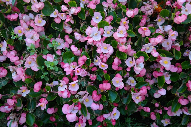 冰秋海棠 花 开花 - 上的免费照片