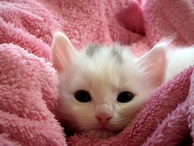小猫 猫 毛茸茸的猫 - 上的免费照片