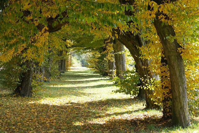 大街 城堡大道 Laupheim - 上的免费照片