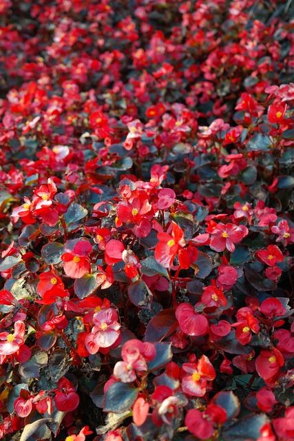 冰秋海棠 花 开花 - 上的免费照片