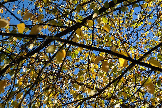 树叶 落下 黄色 - 上的免费照片