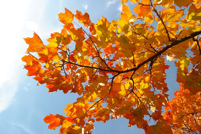 树叶 落下 秋色 - 上的免费照片
