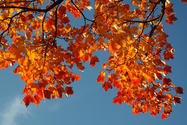 树叶 落下 秋色 - 上的免费照片