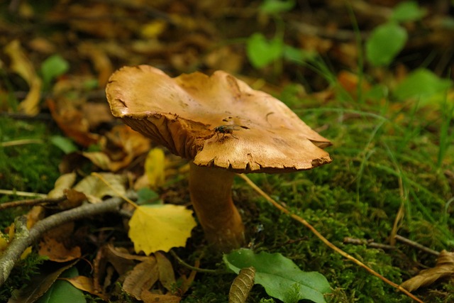 蘑菇 森林 飞 - 上的免费照片