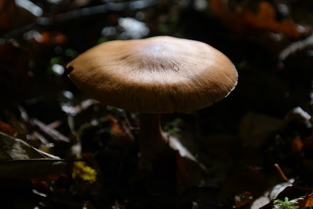 蘑菇 森林 锋利 Gebuckelter 出的头 紫丝膜菌 - 上的免费照片