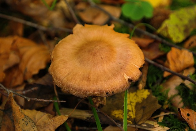 蘑菇 森林 锋利 Gebuckelter 出的头 紫丝膜菌 - 上的免费照片