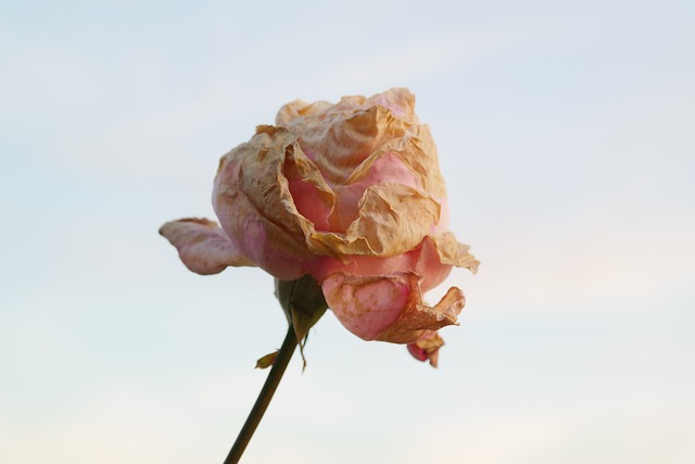 玫瑰 玫瑰花 干枯 - 上的免费照片