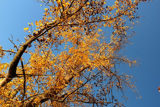 树 白杨 黑杨 - 上的免费照片