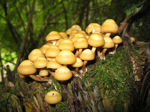 滑菇 蘑菇 Kuehneromyces 芙蓉 - 上的免费照片
