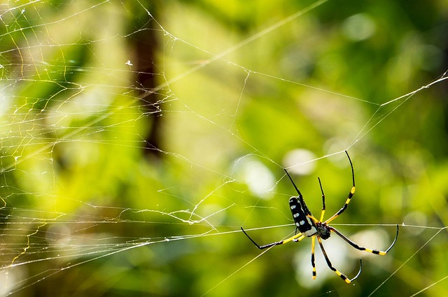 蜘蛛 蛛网 自然 - 上的免费照片