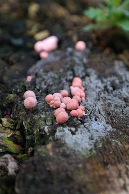 血牛奶蘑菇 蘑菇 粉瘤鲜红 - 上的免费照片