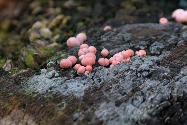 血牛奶蘑菇 蘑菇 粉瘤鲜红 - 上的免费照片
