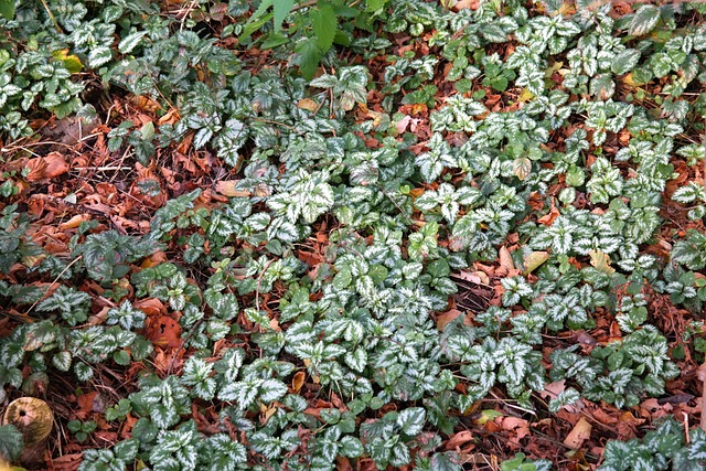 地被植物 普通金荨麻 树叶 - 上的免费照片