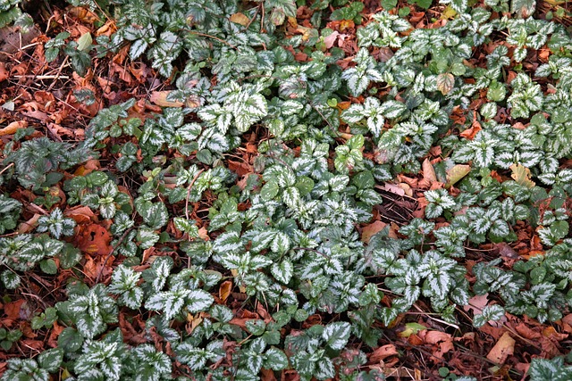 地被植物 普通金荨麻 树叶 - 上的免费照片