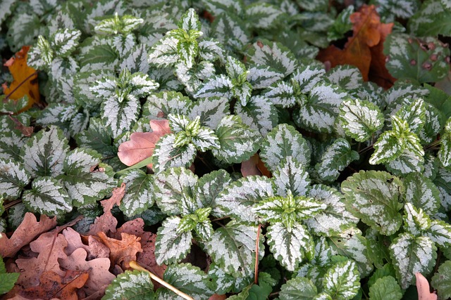 地被植物 普通金荨麻 树叶 - 上的免费照片
