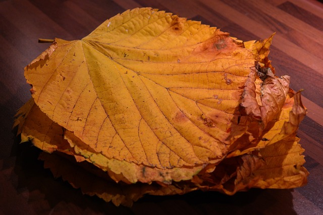 叶桩 榆树叶子 山榆树 - 上的免费照片