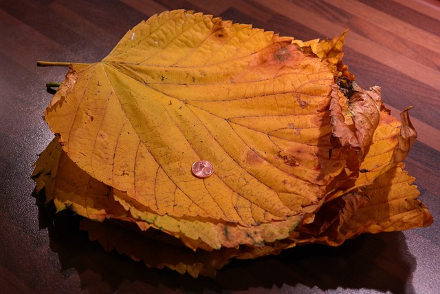 叶桩 榆树叶子 山榆树 - 上的免费照片