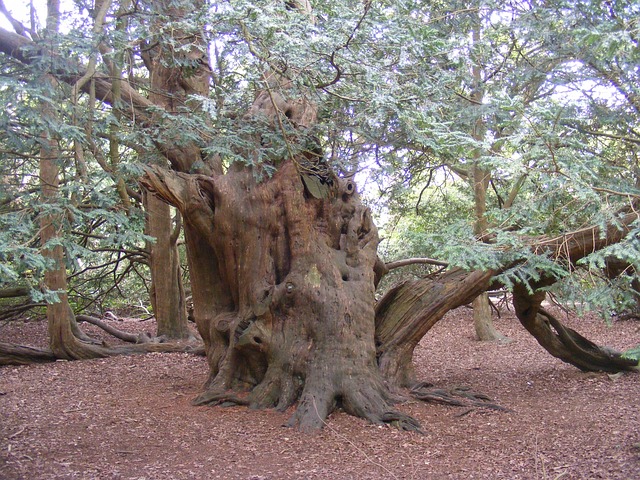 红豆树 老的 英国 - 上的免费照片