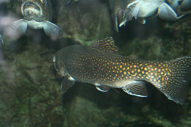鳟鱼 鱼 水族馆 - 上的免费照片
